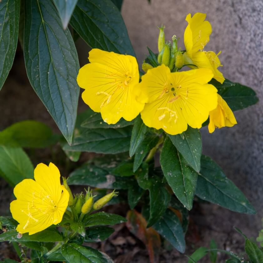 Duftende Nachtkerze / Oenothera odorata