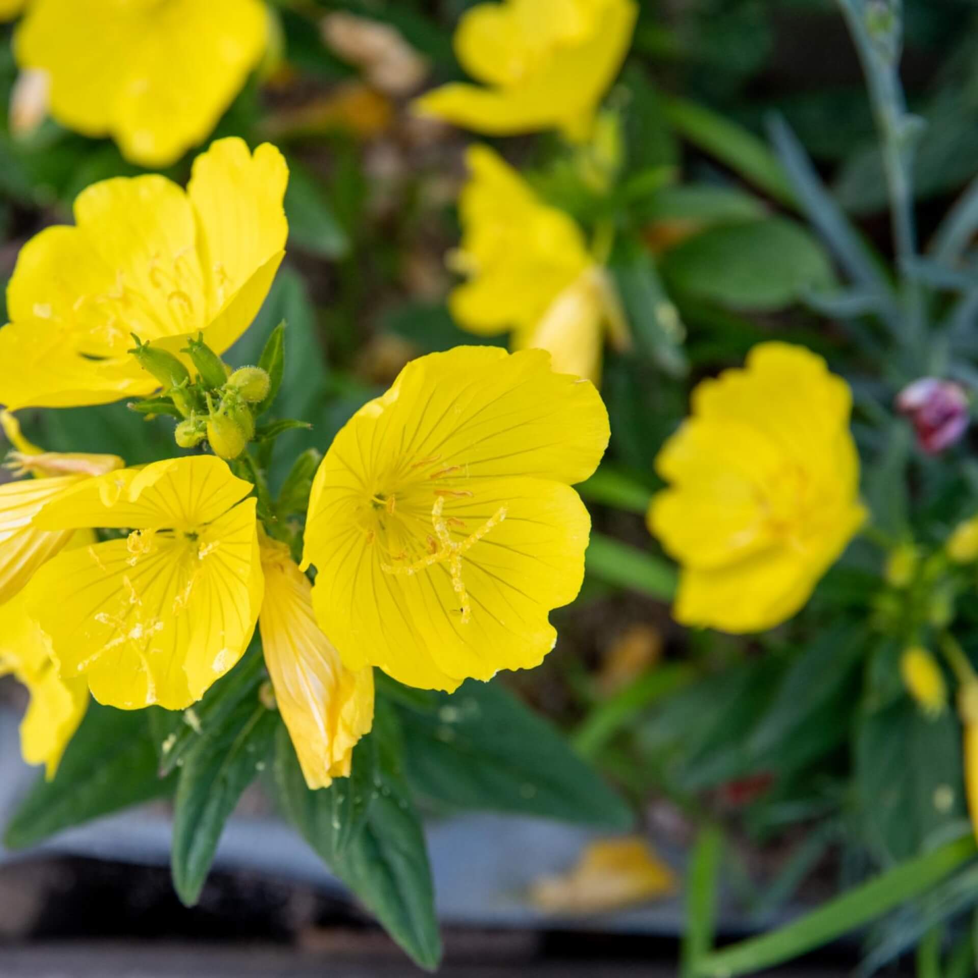 Duftende Nachtkerze (Oenothera odorata)