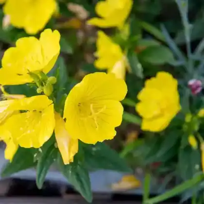 Foto von Duftende Nachtkerze (Oenothera odorata)
