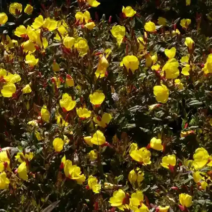 Foto von Rotstängelige Nachtkerze (Oenothera tetragona)