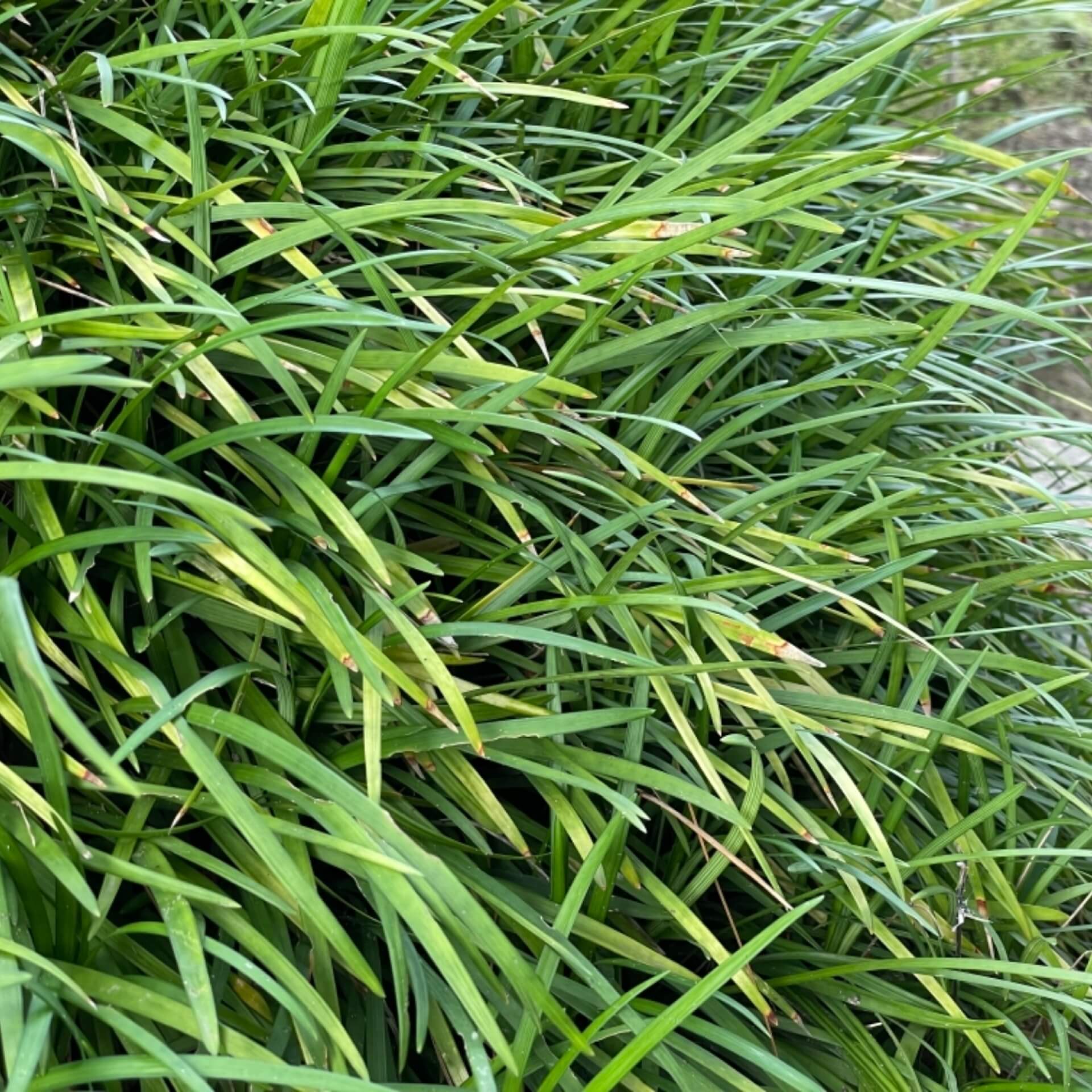 Flachschäftiger Schlangenbart (Ophiopogon planiscapus)