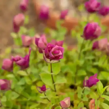 Foto von Amanus-Dost (Origanum amanum)