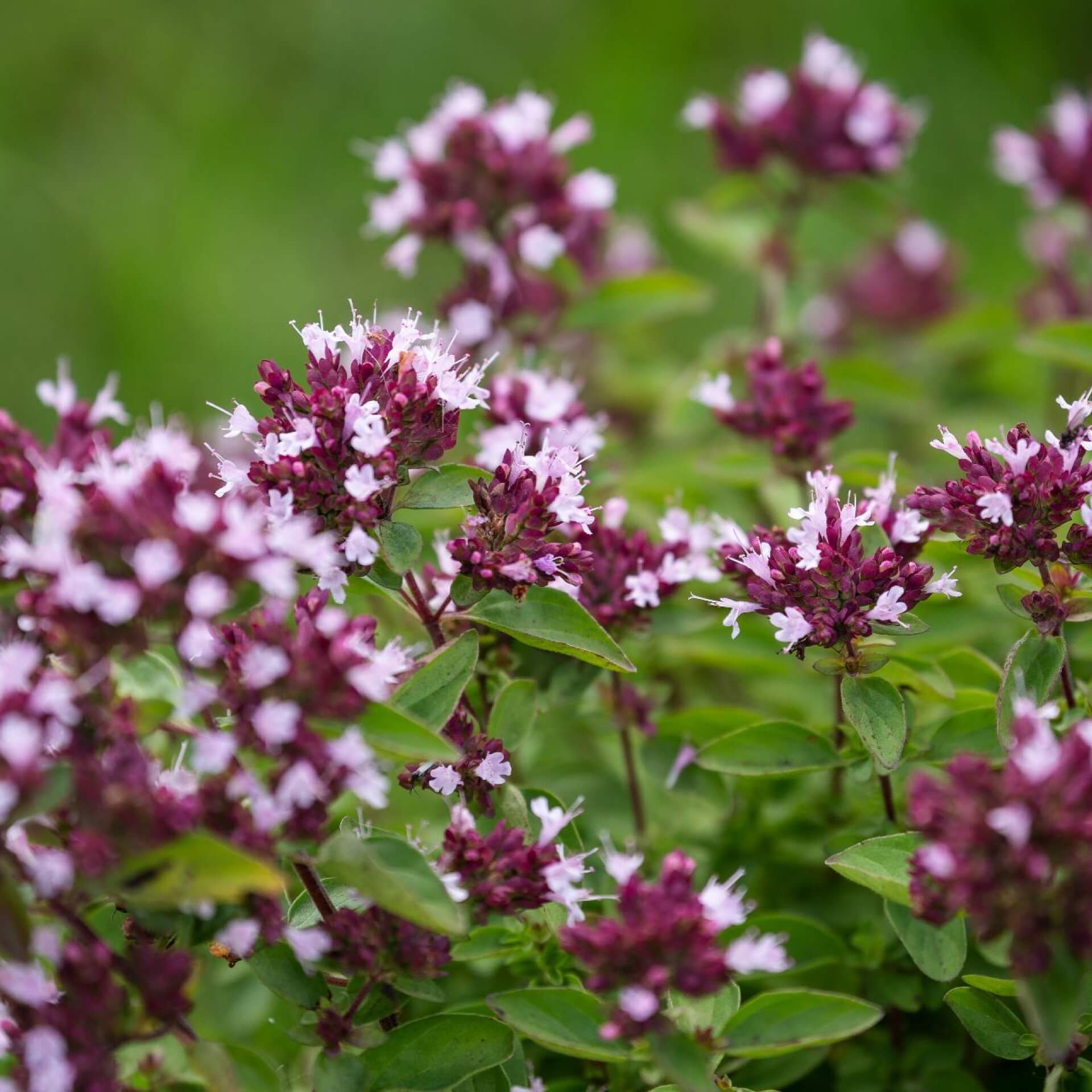 Majoran (Origanum majorana)