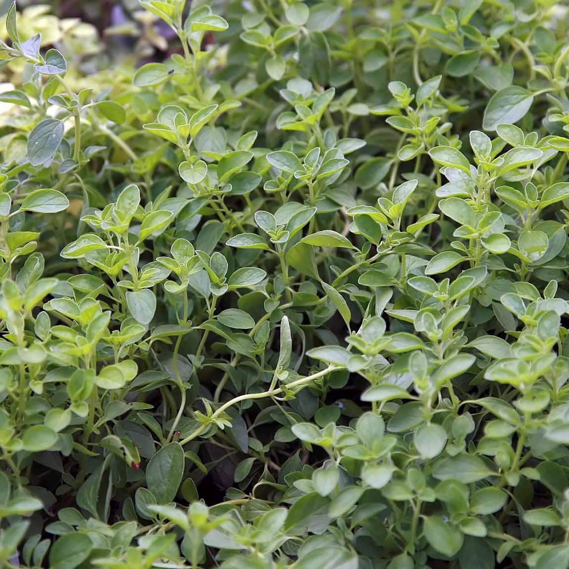 Majoran (Origanum majorana)