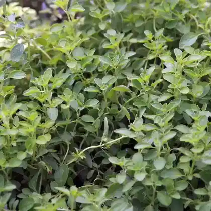 Foto von Majoran (Origanum majorana)