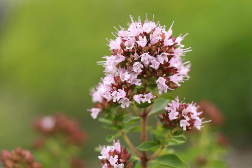 Majoran Expertenwissen für Garten & Balkon