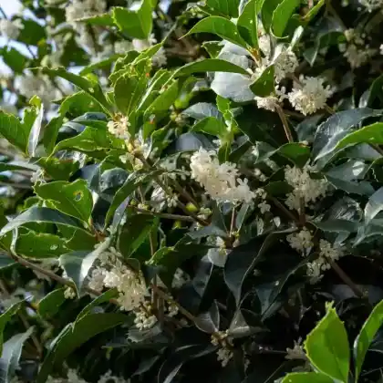 Foto von Stachelblättrige Duftblüte (Osmanthus heterophyllus)