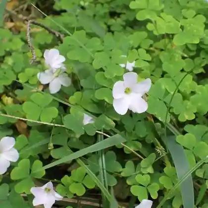 Foto von Schneeglöckchen-Sauerampfer  (Oxalis magellanica)