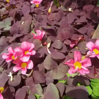 Foto von Purpur-Sauerklee (Oxalis purpurea)