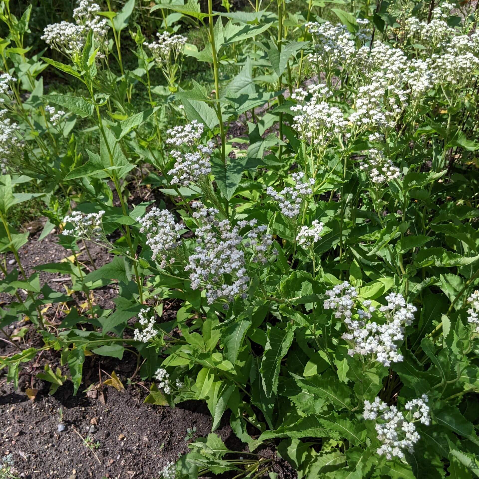 Prärieampfer (Parthenium integrifolium)