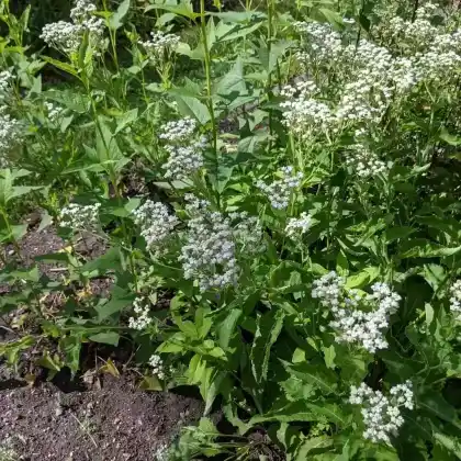 Foto von Prärieampfer (Parthenium integrifolium)