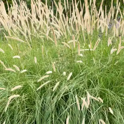 Foto von Afrikanisches Lampenputzergras (Pennisetum macrourum)