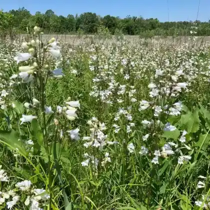 Foto von Fingerhutförmiger Bartfaden  (Penstemon digitalis)