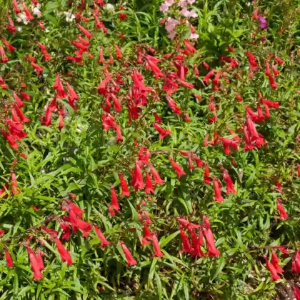Foto von Hartwegs Bartfaden  (Penstemon hartwegii)