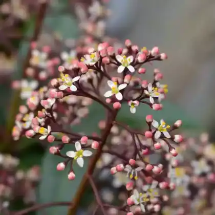 Foto von Japanische Blütenskimmie 'Rubella' (Skimmia japonica 'Rubella')