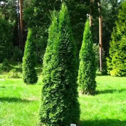 Foto von Lebensbaum 'Smaragd' (Thuja occidentalis 'Smaragd')
