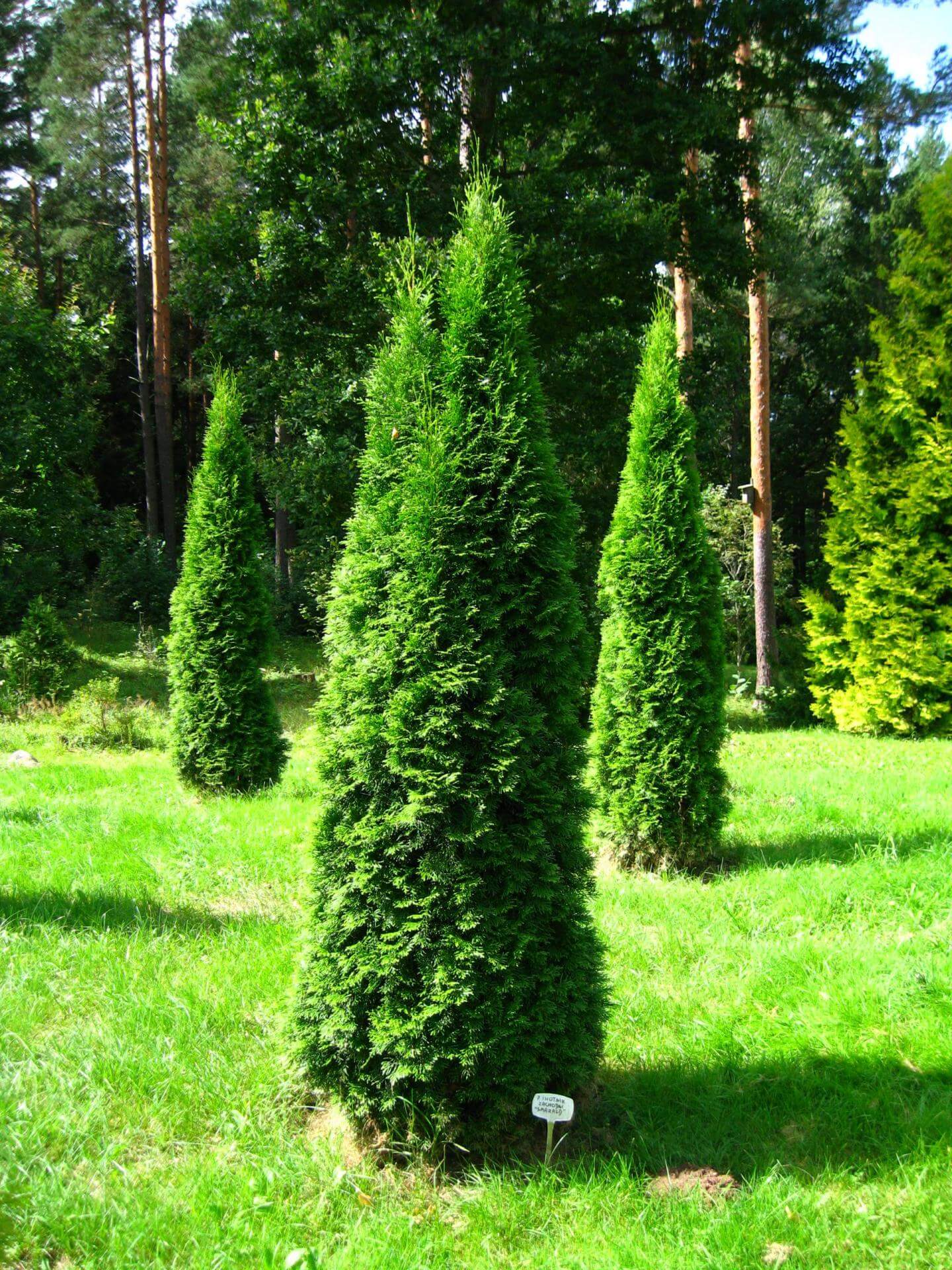 Lebensbaum 'Smaragd' / Thuja occidentalis 'Smaragd'
