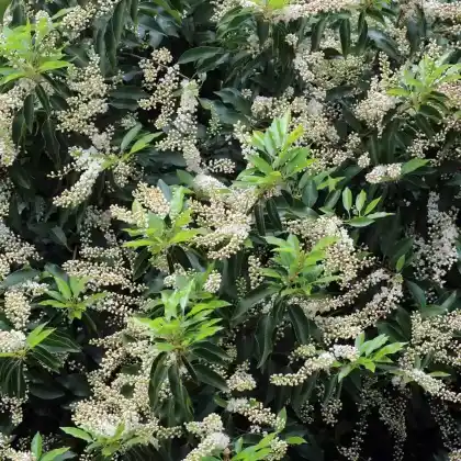 Foto von Portugiesische Lorbeerkirsche 'Angustifolia' (Prunus lusitanica 'Angustifolia')