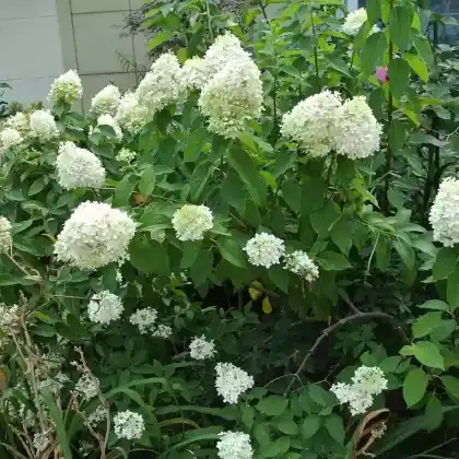 Foto von Rispenhortensie 'Limelight' (Hydrangea paniculata 'Limelight')