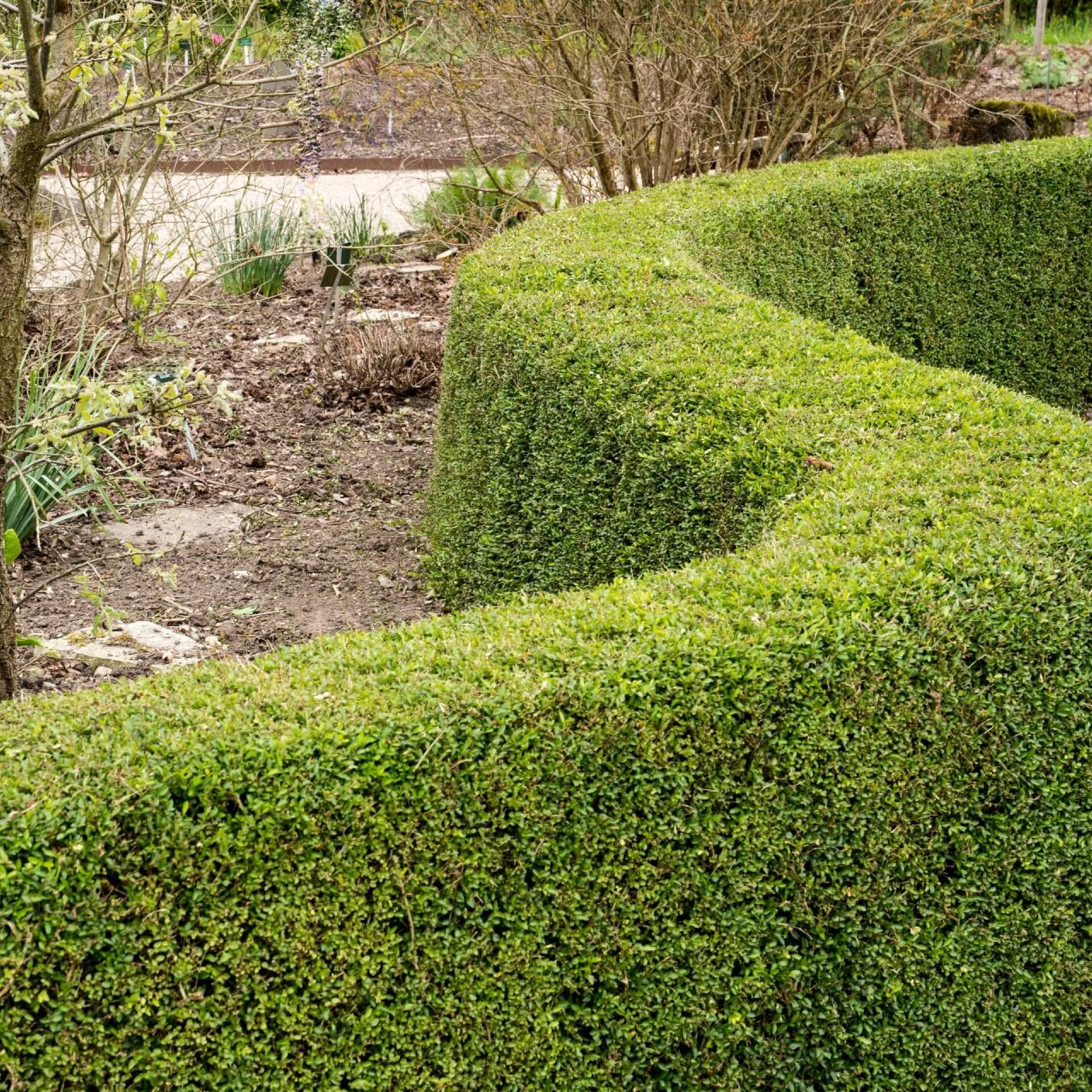 Heckenmyrthe 'Maigrün' (Lonicera nitida 'Maigrün')