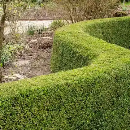 Foto von Heckenmyrthe 'Maigrün' (Lonicera nitida 'Maigrün')