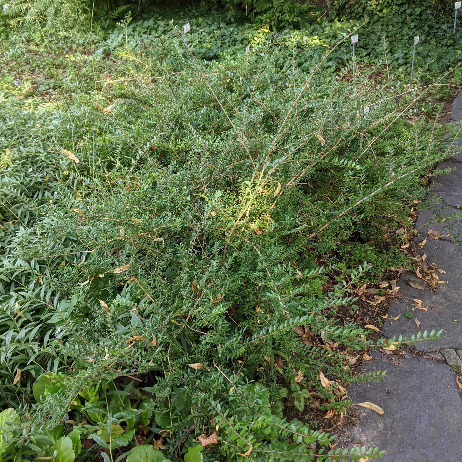 Immergrüne Heckenkirsche (Lonicera nitida)