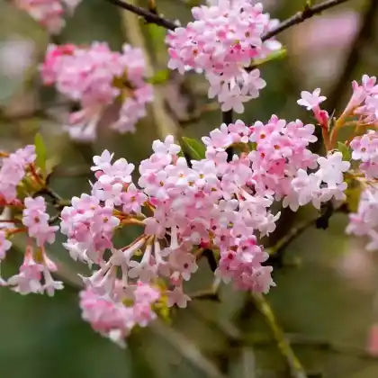 Foto von Bodnant-Winterschneeball 'Dawn' (Viburnum x bodnantense 'Dawn')