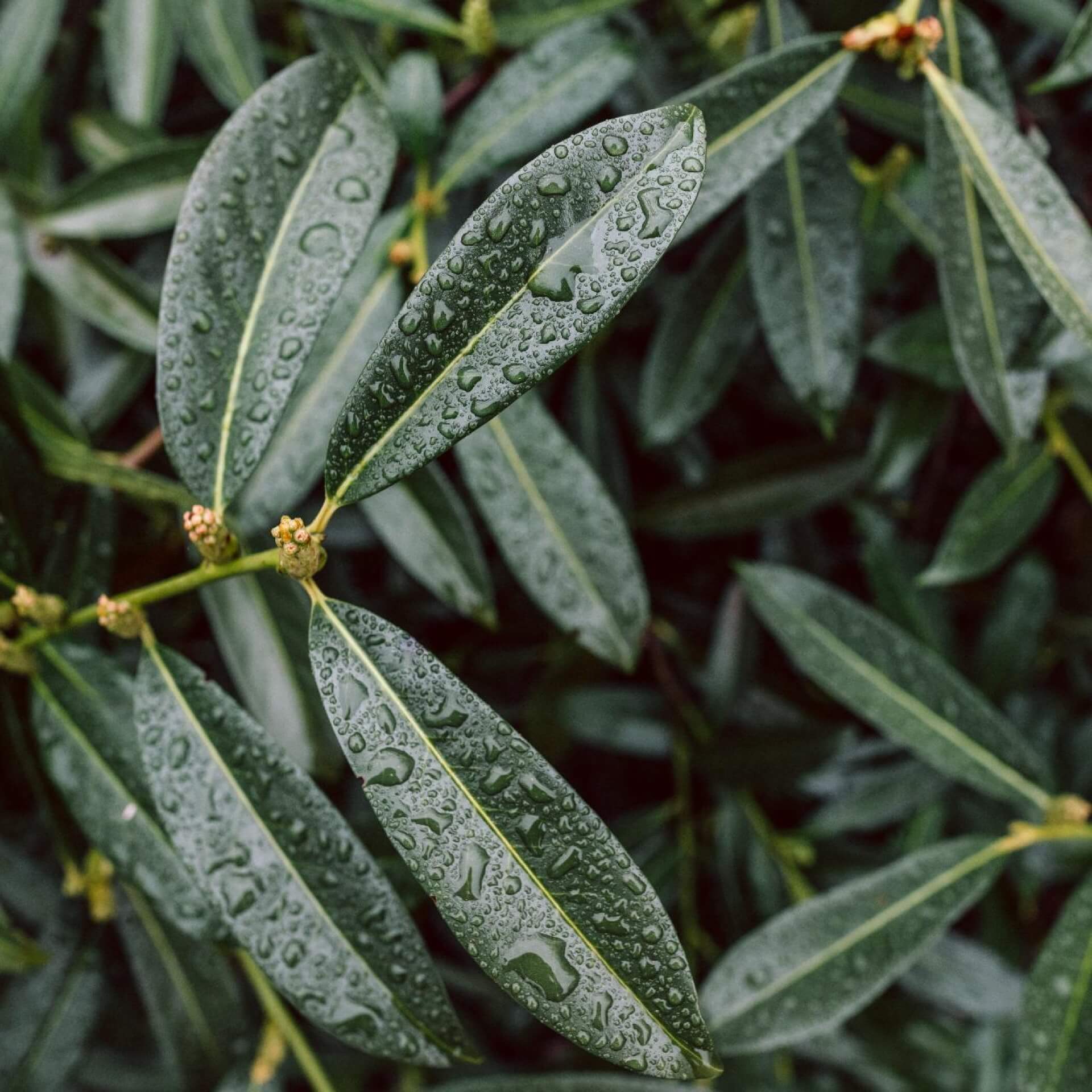 Kirschlorbeer 'Novita': Expertenwissen für den Garten