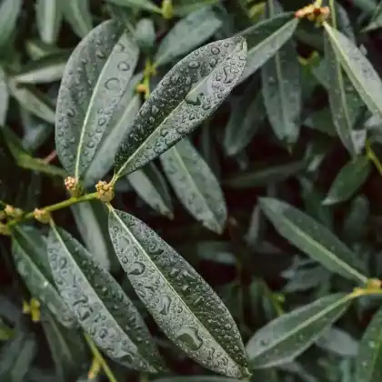 Foto von Kirschlorbeer 'Novita' (Prunus laurocerasus 'Novita')