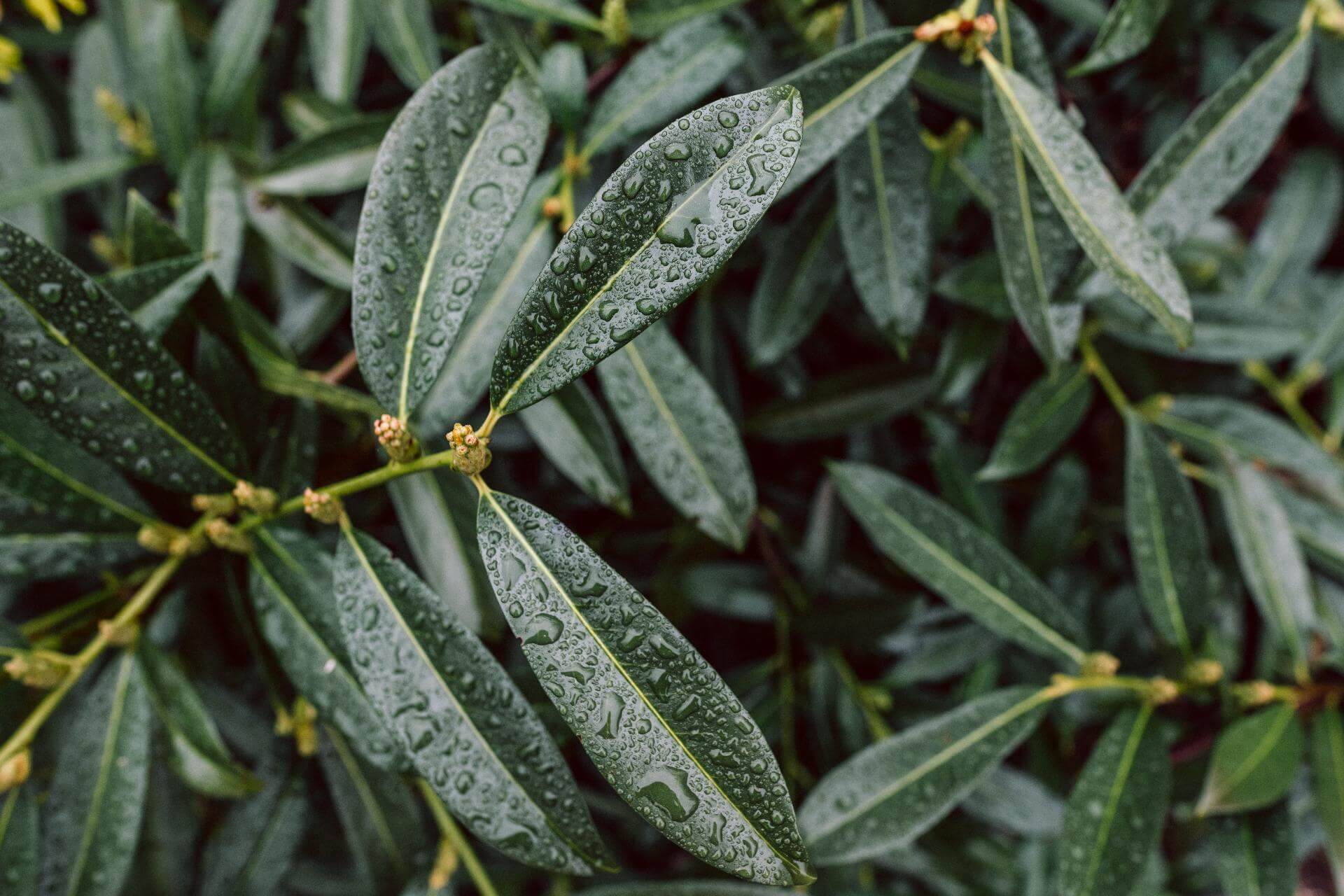 Kirschlorbeer 'Novita' / Prunus laurocerasus 'Novita'
