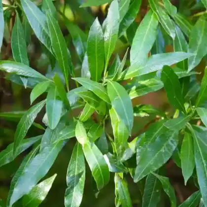 Foto von Lorbeerkirsche 'Caucasica' (Prunus laurocerasus 'Caucasica')