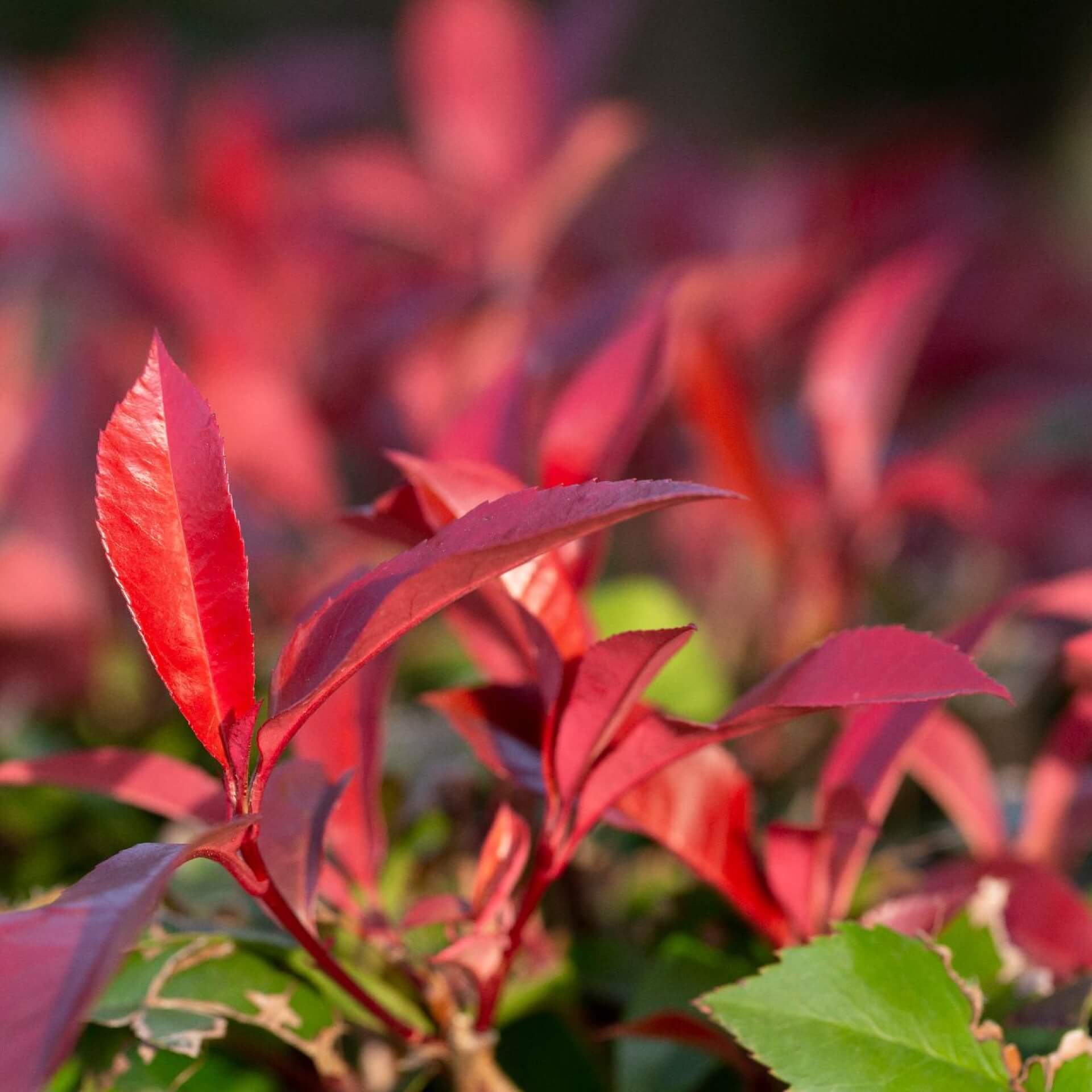 Rote Glanzmispel 'Red Robin' (Photinia x fraseri 'Red Robin')