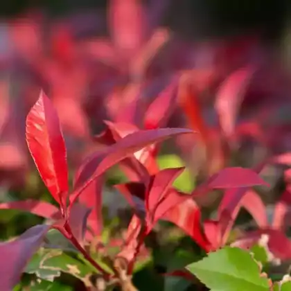 Foto von Rote Glanzmispel 'Red Robin' (Photinia x fraseri 'Red Robin')