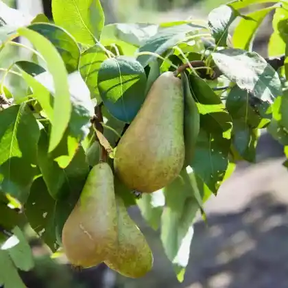 Foto von Birne 'Conference' (Pyrus communis 'Conference')