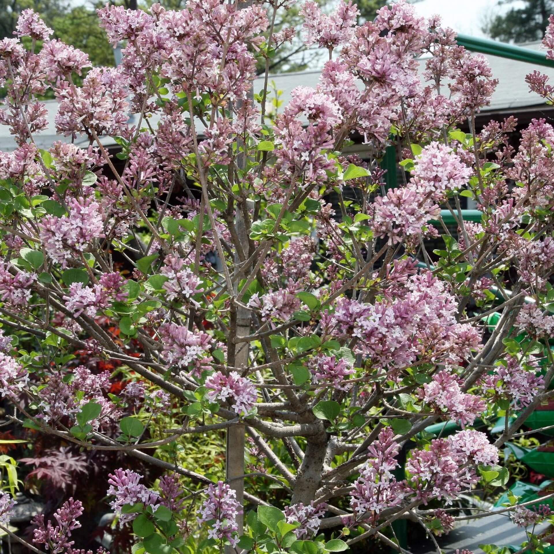 Zwerg-Duftflieder 'Palibin' (Syringa meyeri 'Palibin')