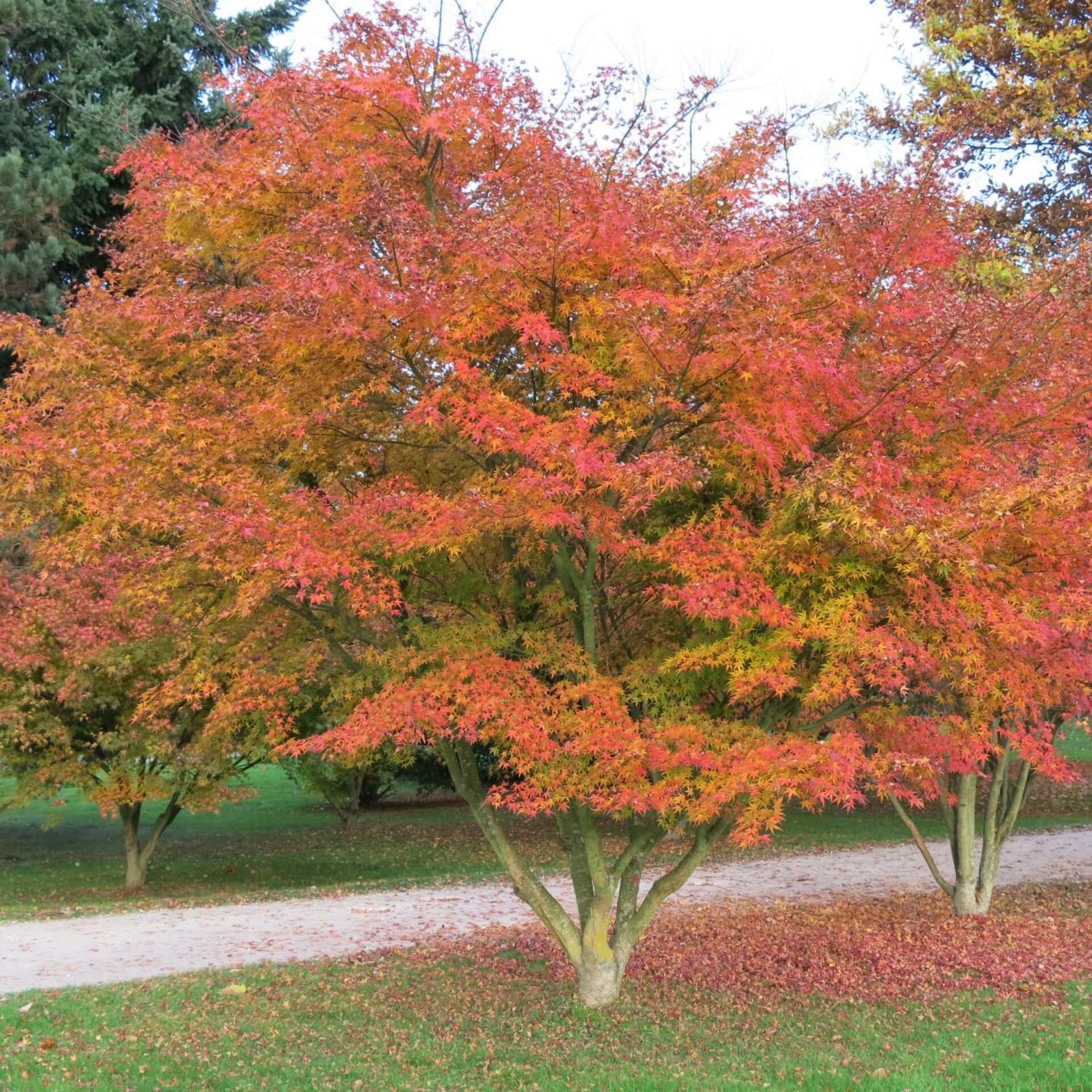 Roter Fächerahorn 'Atropurpureum' (Acer palmatum 'Atropurpureum')