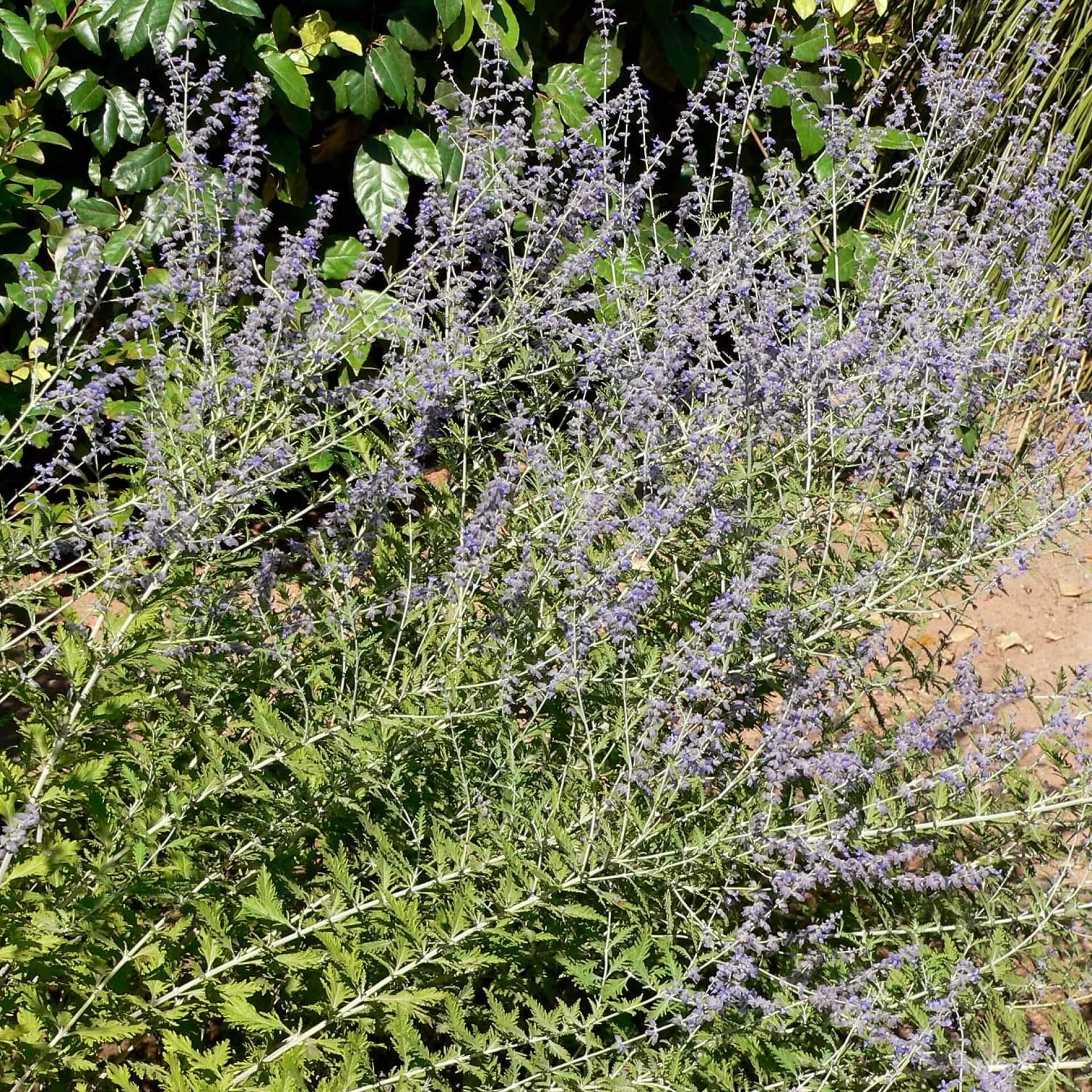 Blauraute 'Blue Spire' (Perovskia atriplicifolia 'Blue Spire')