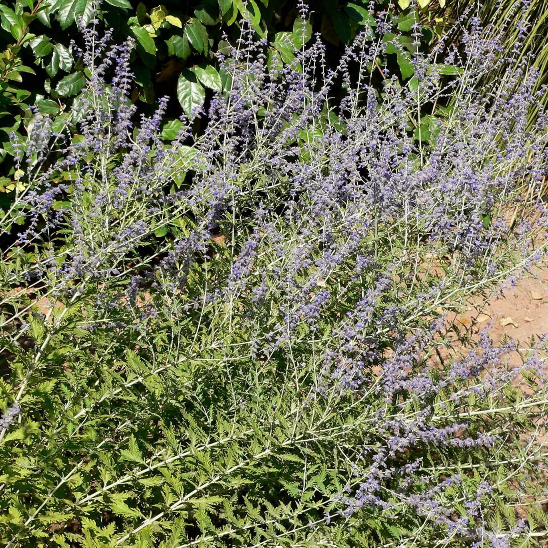 Blauraute 'Blue Spire' (Perovskia atriplicifolia 'Blue Spire')