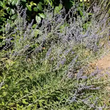 Foto von Blauraute 'Blue Spire' (Perovskia atriplicifolia 'Blue Spire')