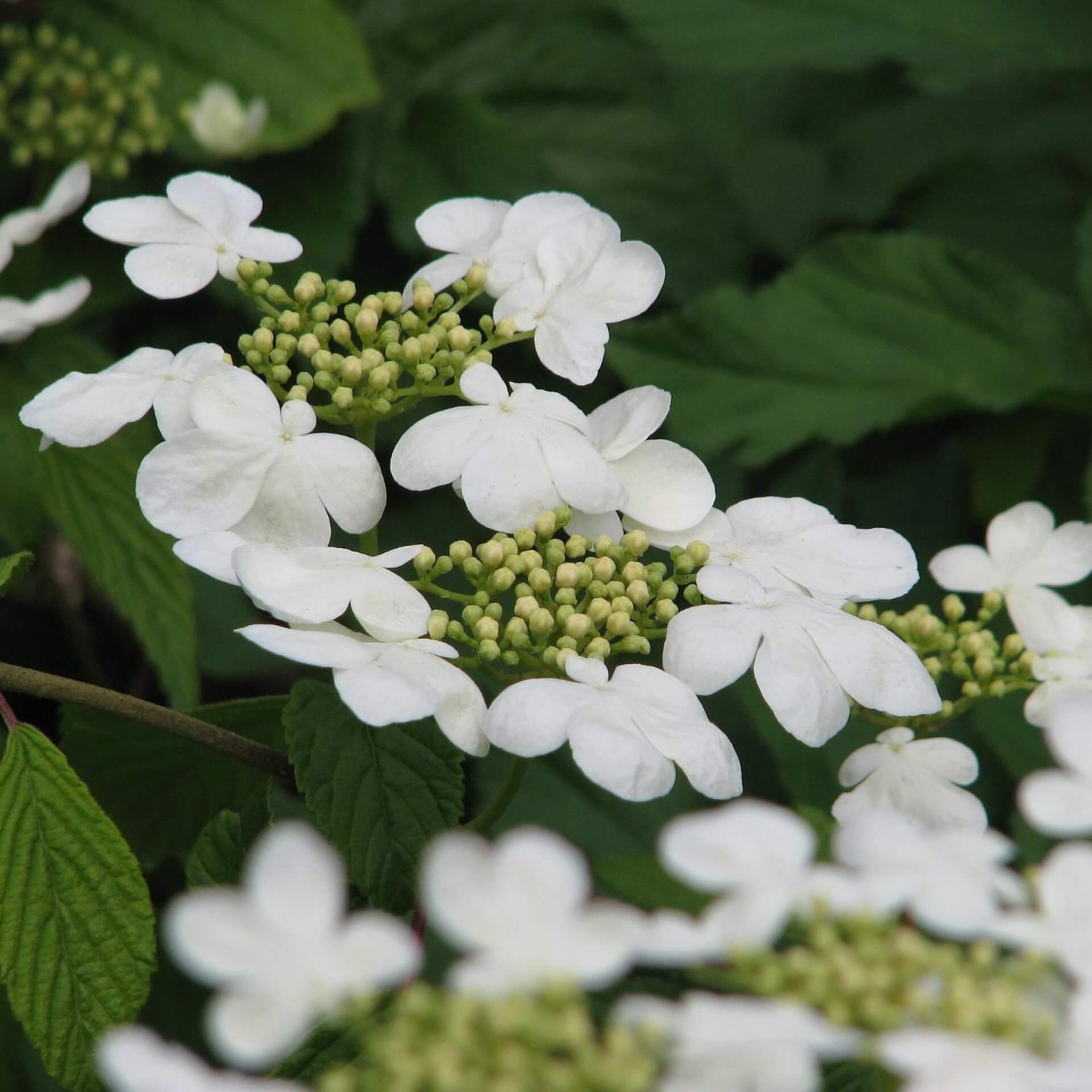 Japanischer Schneeball 'Mariesii' (Viburnum plicatum 'Mariesii')