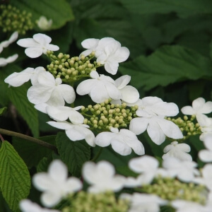 Japanischer Schneeball 'Mariesii' (Viburnum plicatum 'Mariesii')