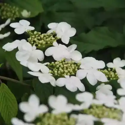 Foto von Japanischer Schneeball 'Mariesii' (Viburnum plicatum 'Mariesii')
