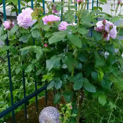 Foto von Englische Rose 'Mary Rose' (Rosa 'Mary Rose')
