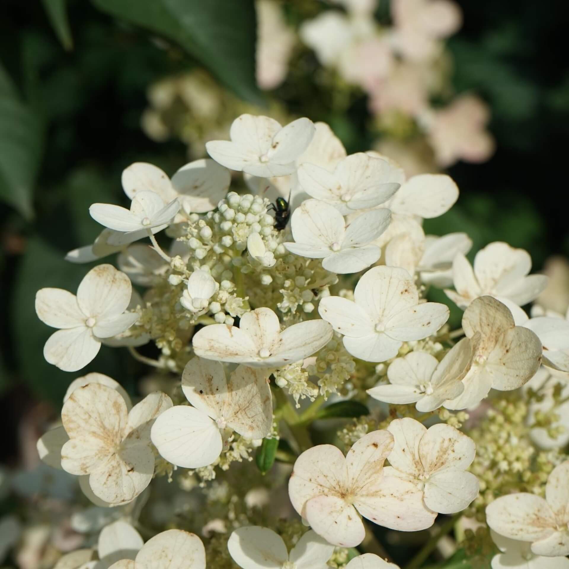 Rispenhortensie 'Pinky Winky' (Hydrangea paniculata 'Pinky Winky')