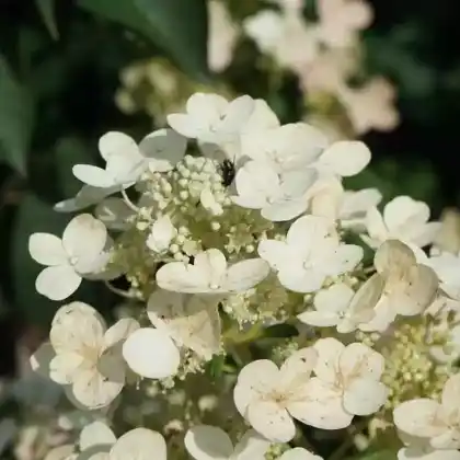 Foto von Rispenhortensie 'Pinky Winky' (Hydrangea paniculata 'Pinky Winky')