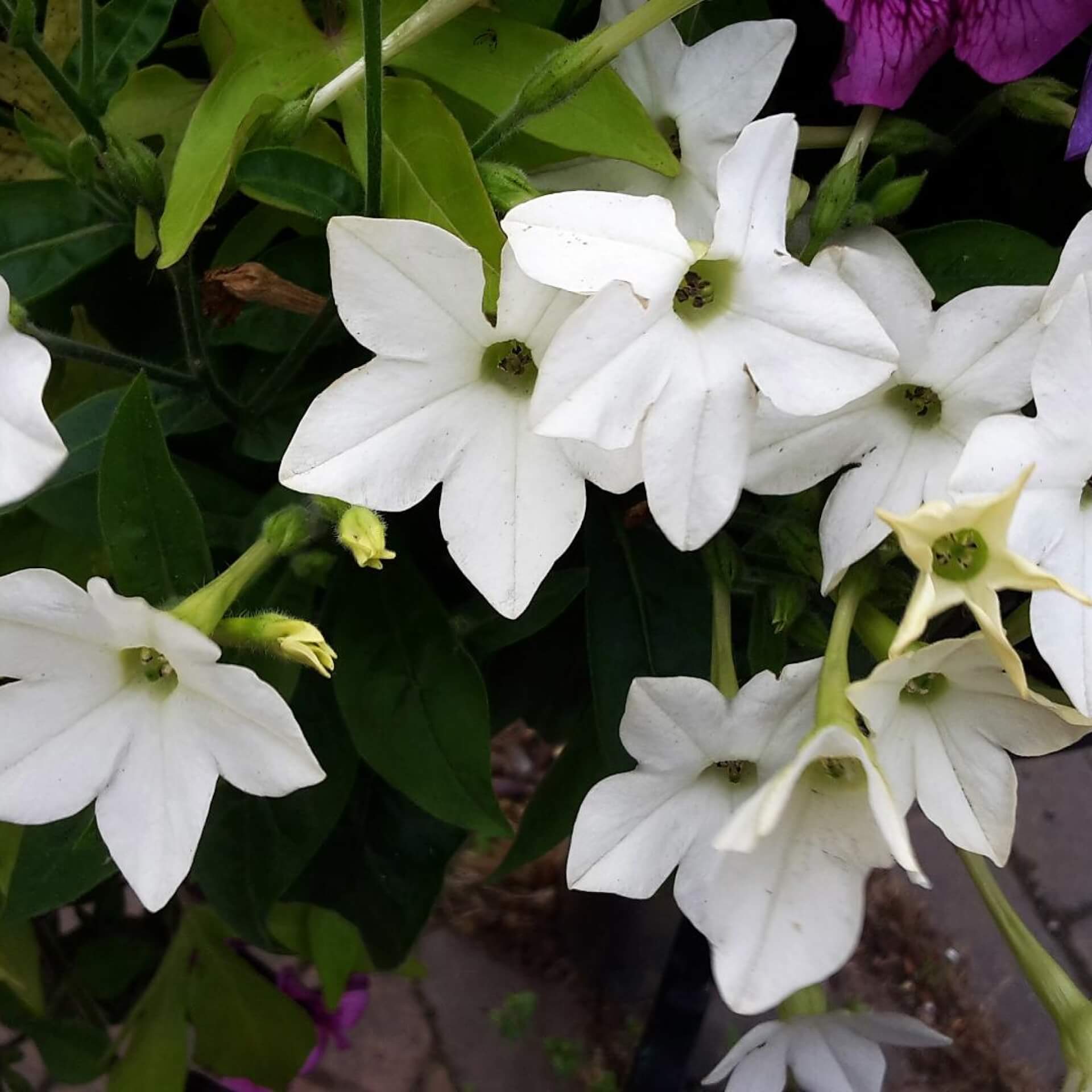 Ziertabak (Nicotiana x sanderae)