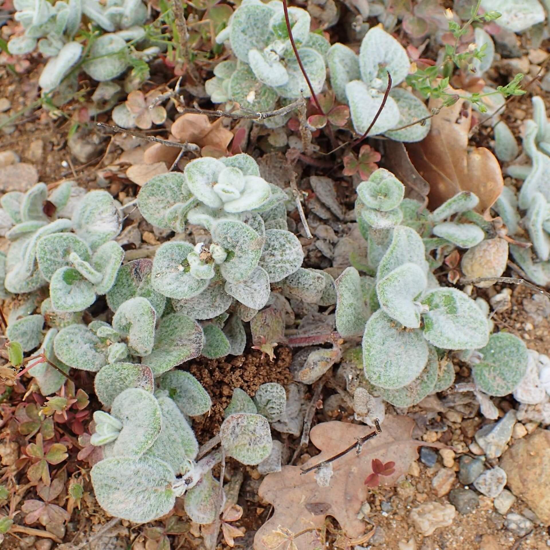 Diptam-Dost (Origanum dictamnus)