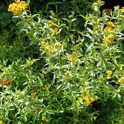 Foto von Süßer Estragon (Tagetes lucida)