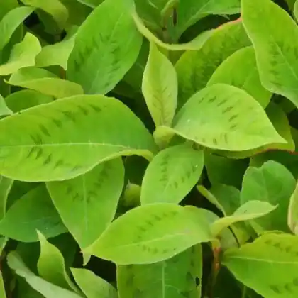 Foto von Fadenförmgier Knöterich (Persicaria virginiana)