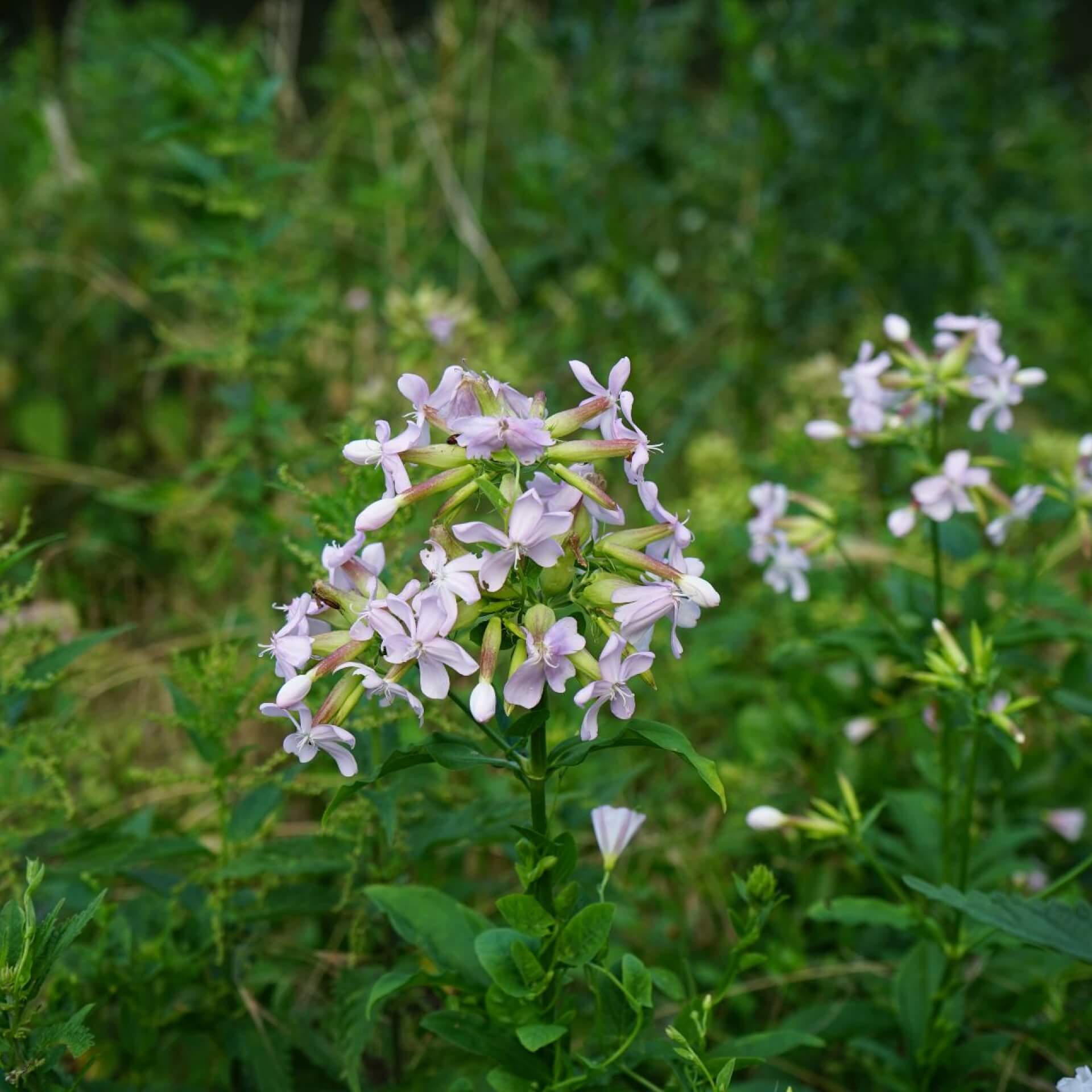 Wald-Phlox  (Phlox divaricata)